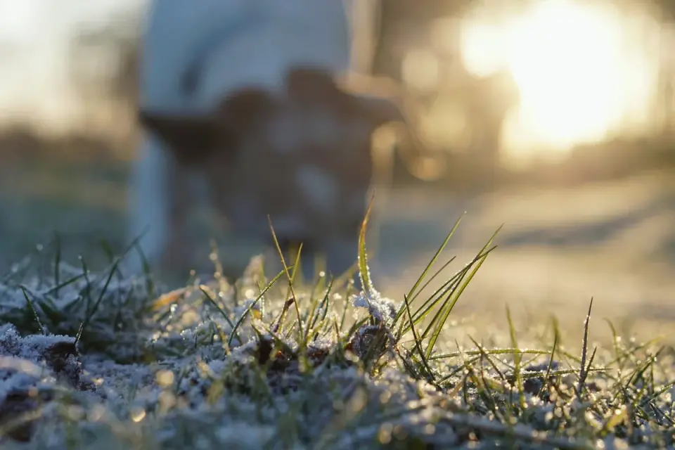 An older dog stretching on a lawn in early morning light