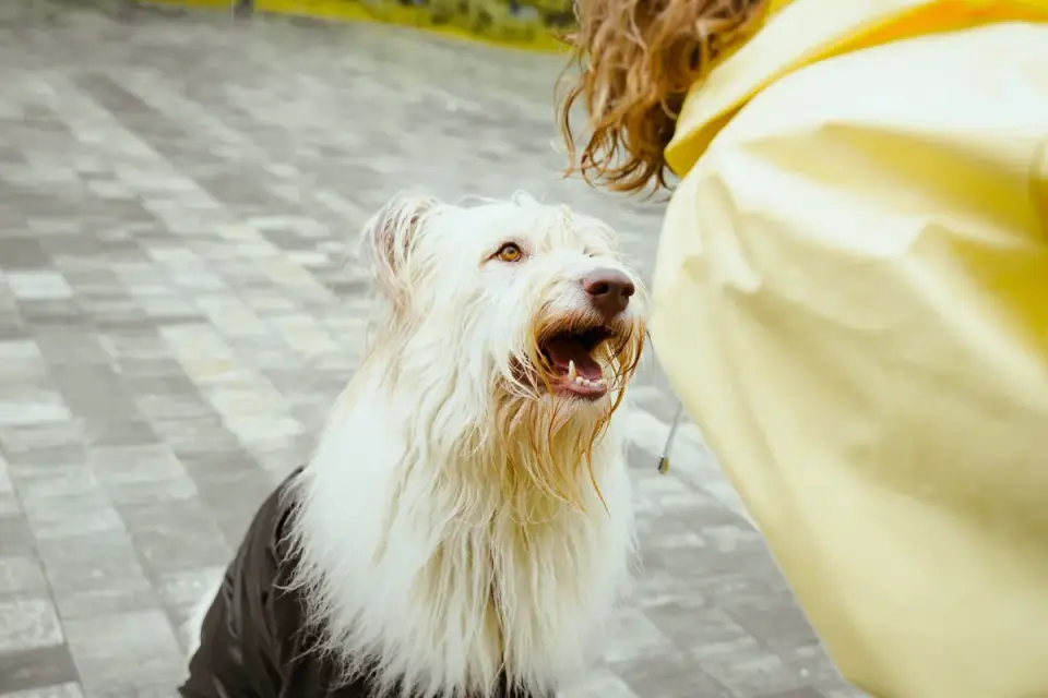 An owner giving a dog a chewable supplement tablet by hand