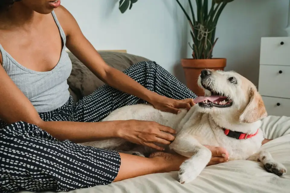 An owner handing a small chew treat to their dog at home