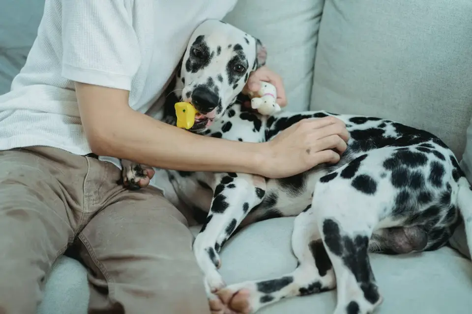 An owner sitting calmly beside an anxious dog on a couch, one hand resting on the dog&#x27;s back