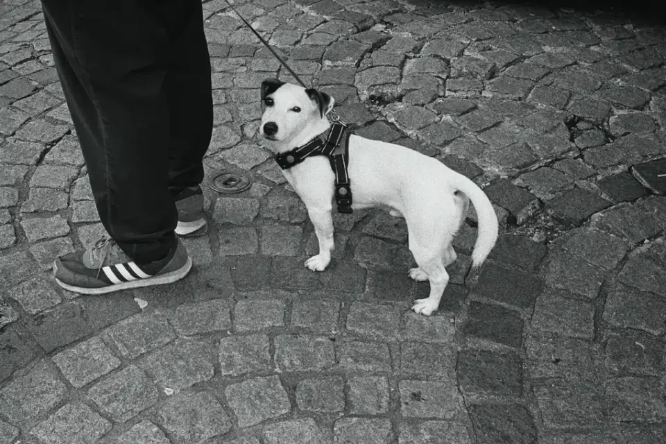 An owner walking a senior dog slowly along a paved path