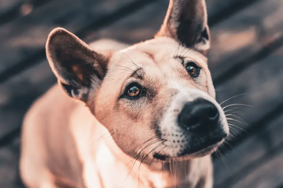 Attentive dog with an owner