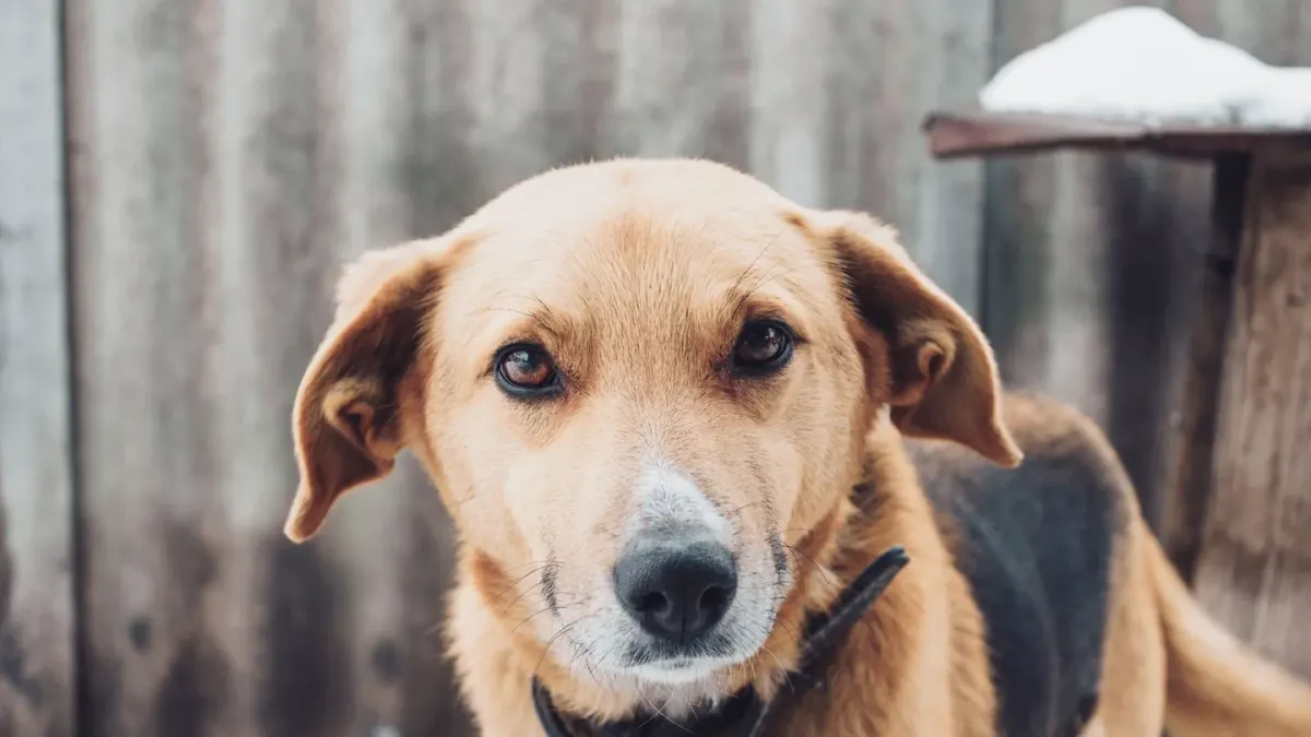 Attentive dog with an owner