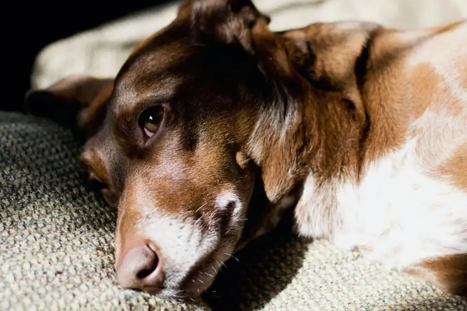 Calm dog resting at home