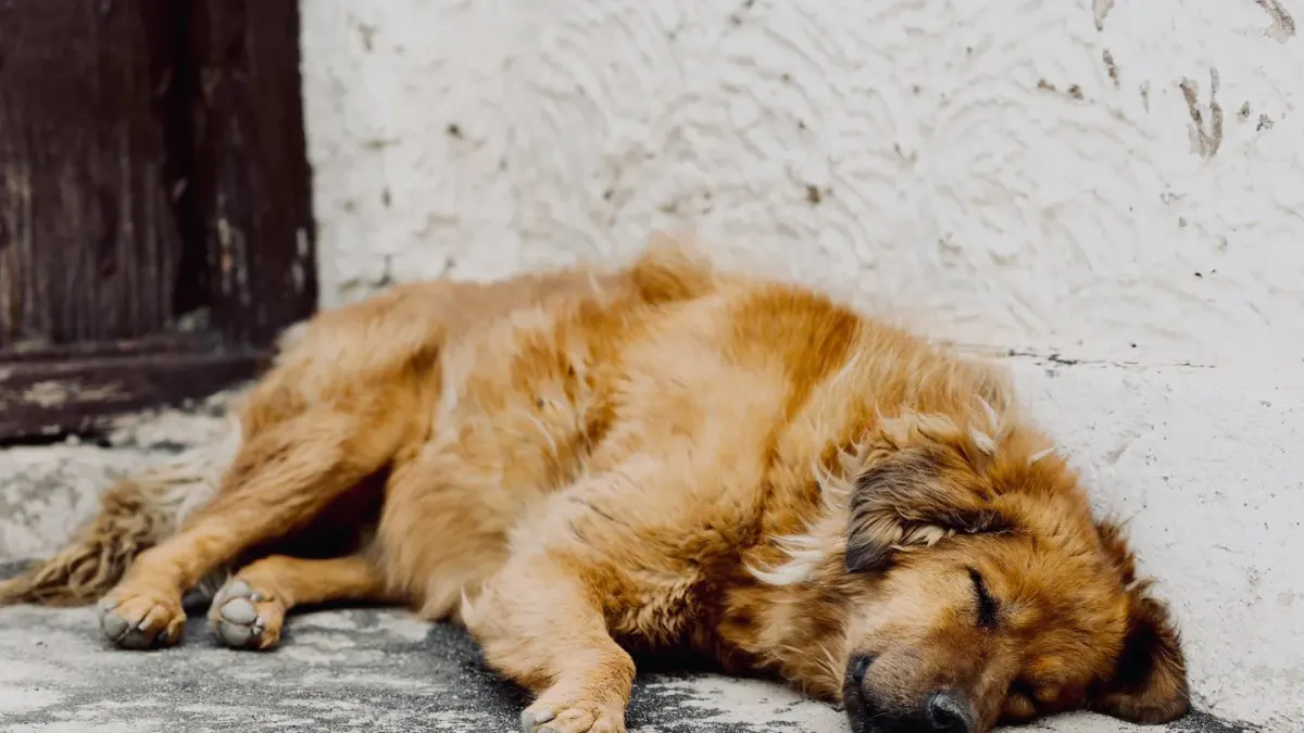 Calm dog resting at home