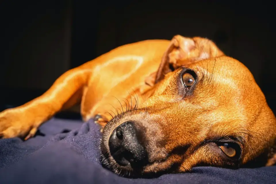 Calm dog resting at home