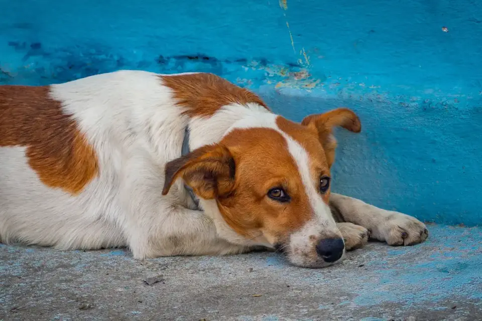 Calm dog resting at home