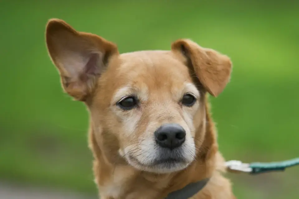 Close-up of a dog's forward-leaning stance and raised tail while pulling on a leash