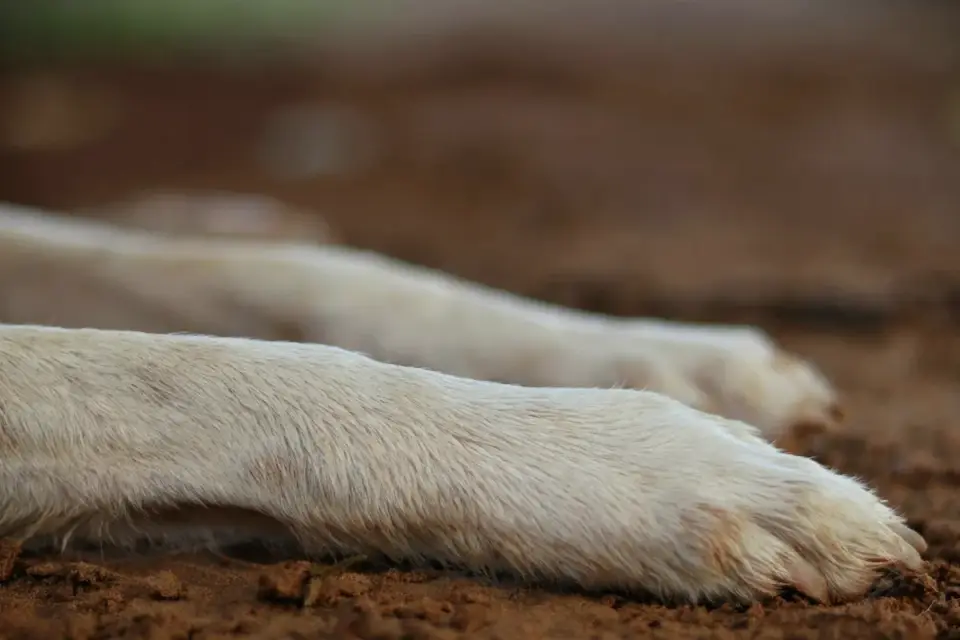 Close-up of a dog&#x27;s paw gripping a textured rubber stair tread