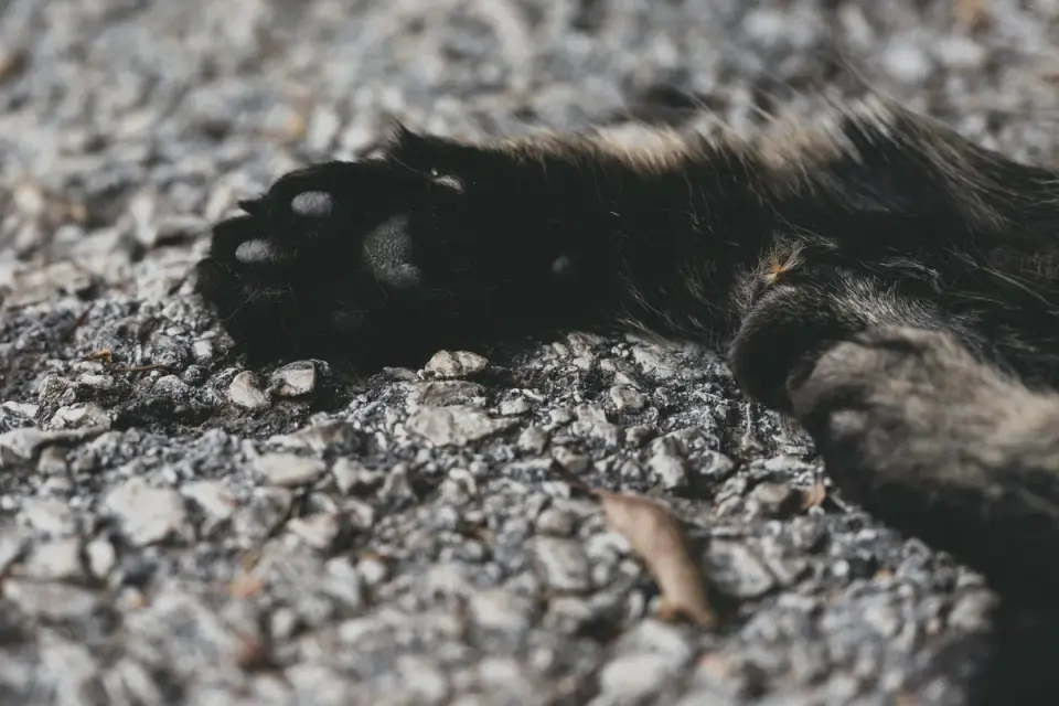 Close-up of a dog&#x27;s paw on a textured rubber ramp surface