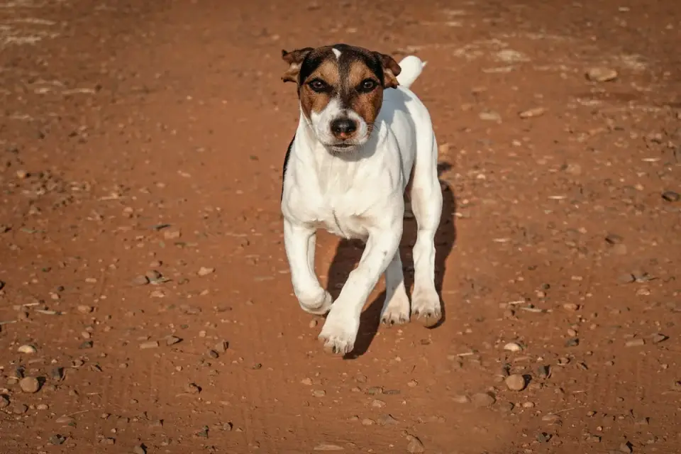 Close-up of a dog's paw pad resting on a dirt trail
