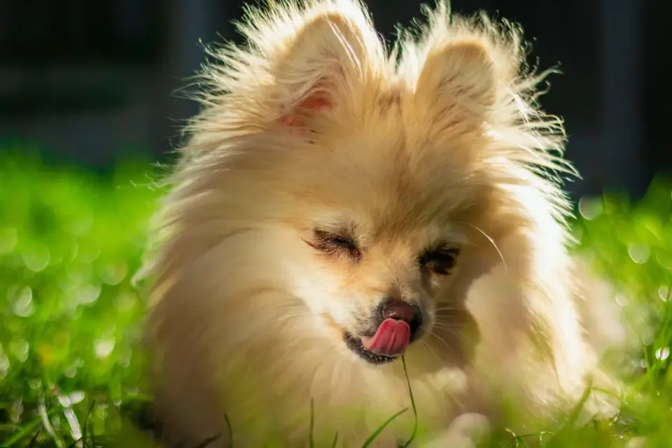 Close-up of a dog&#x27;s tongue reaching into a frozen stuffed Kong toy