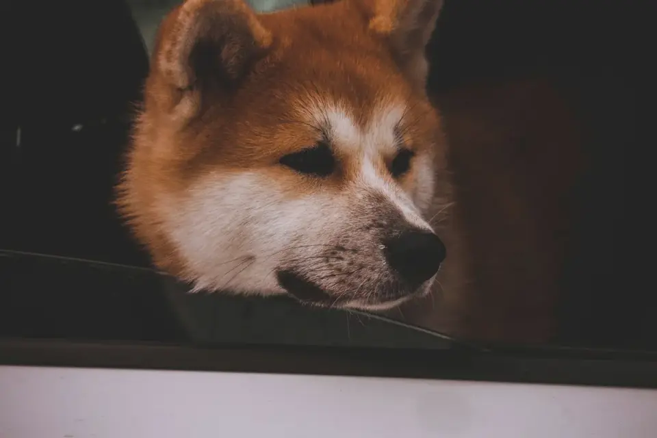 Dog at a car window