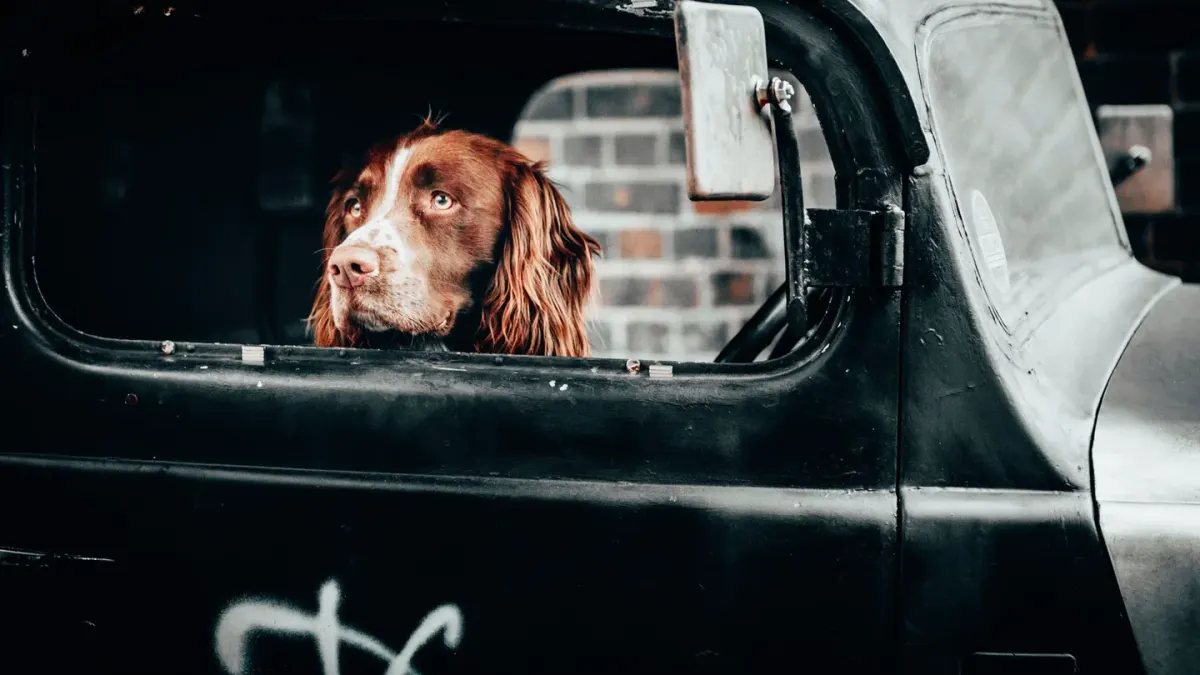 Dog at a car window