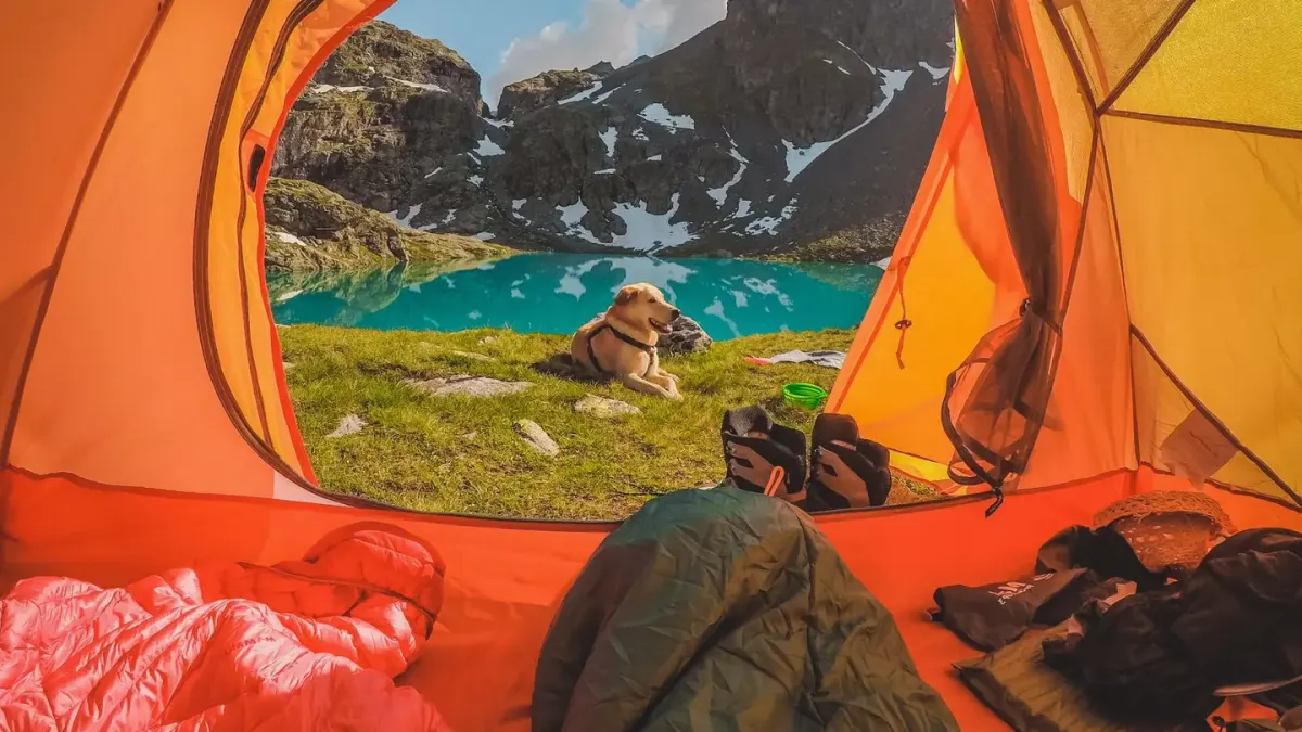 Dog camping with an owner