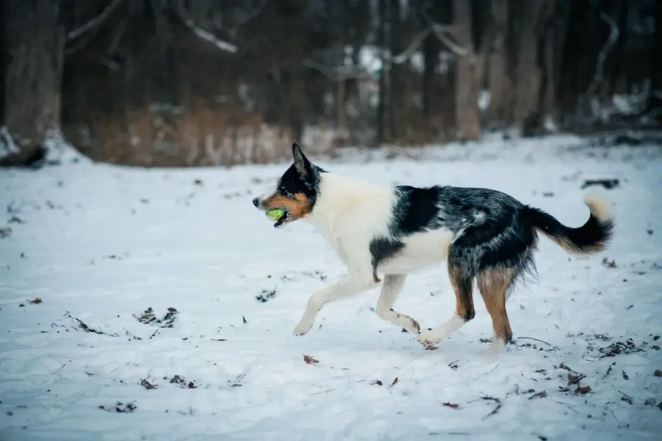 Dog chasing a ball