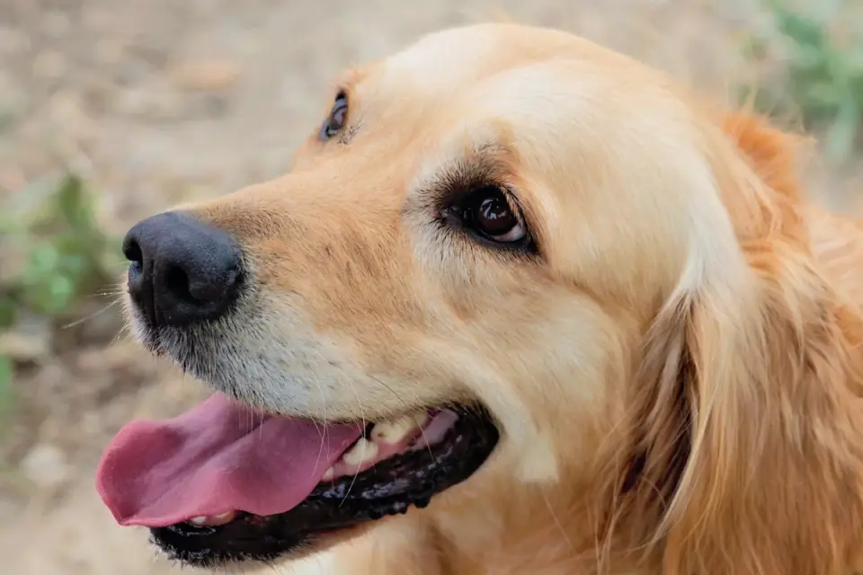 Dog close to a bowl