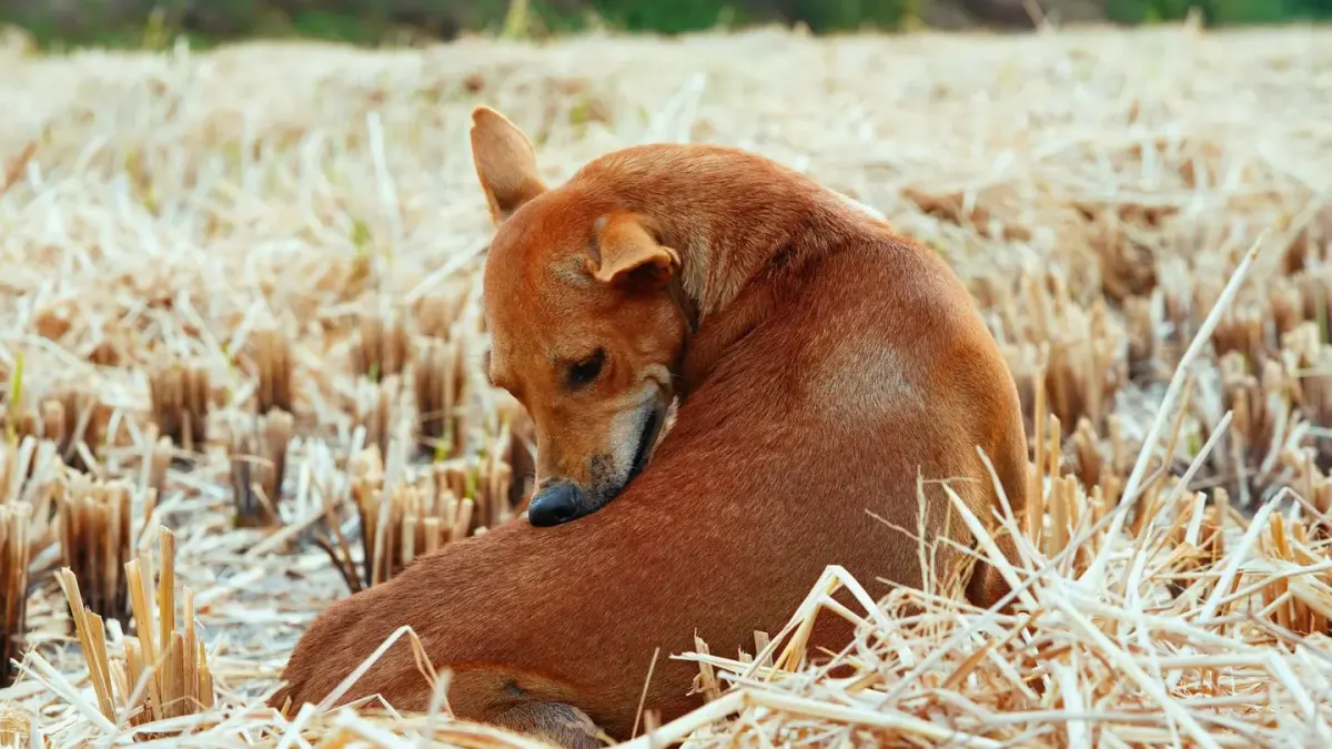 Dog curled on a blanket