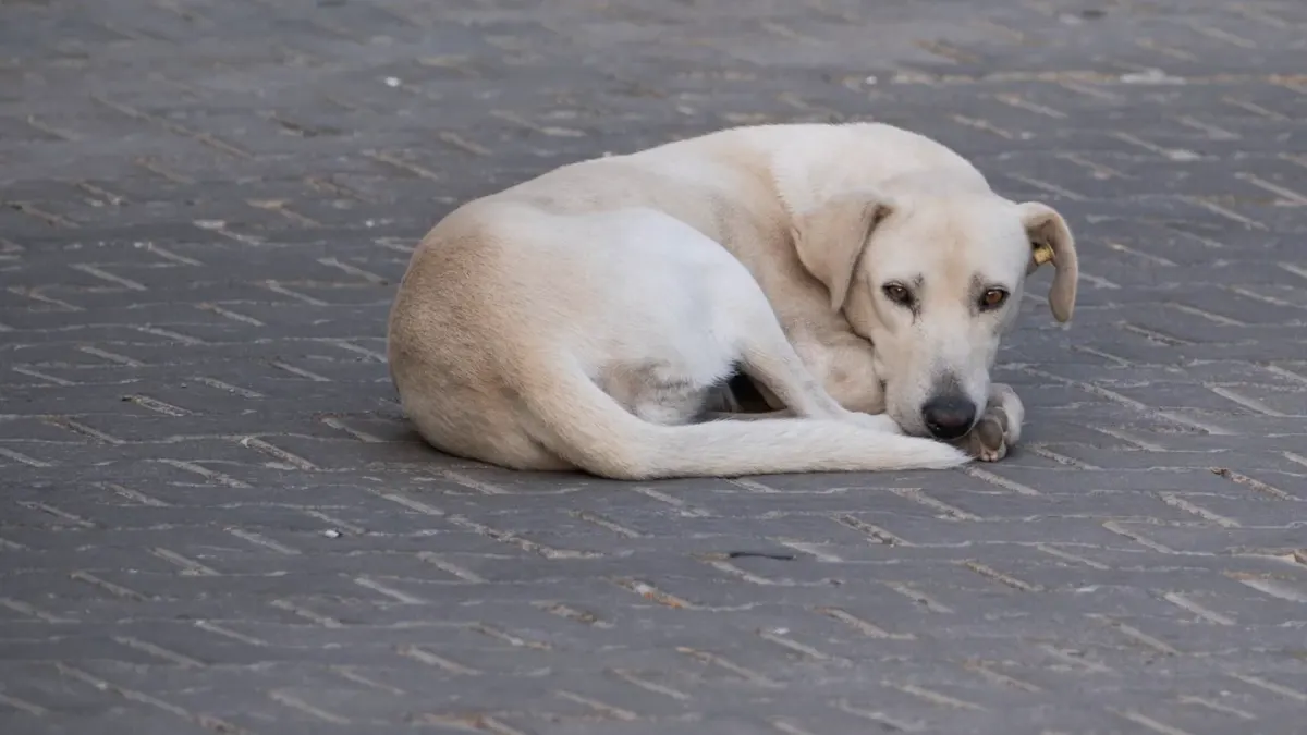 Dog curled on a blanket