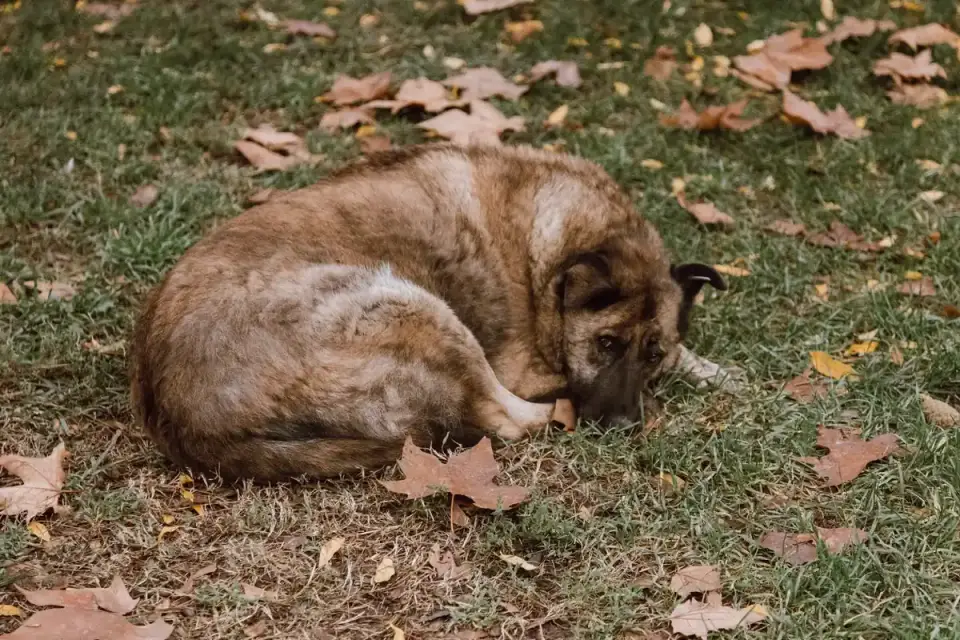 Dog curled on a blanket