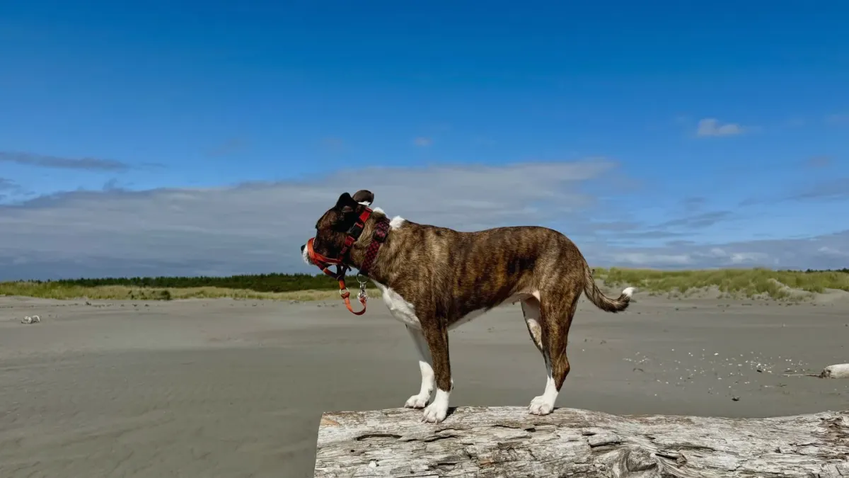 Dog digging in sand