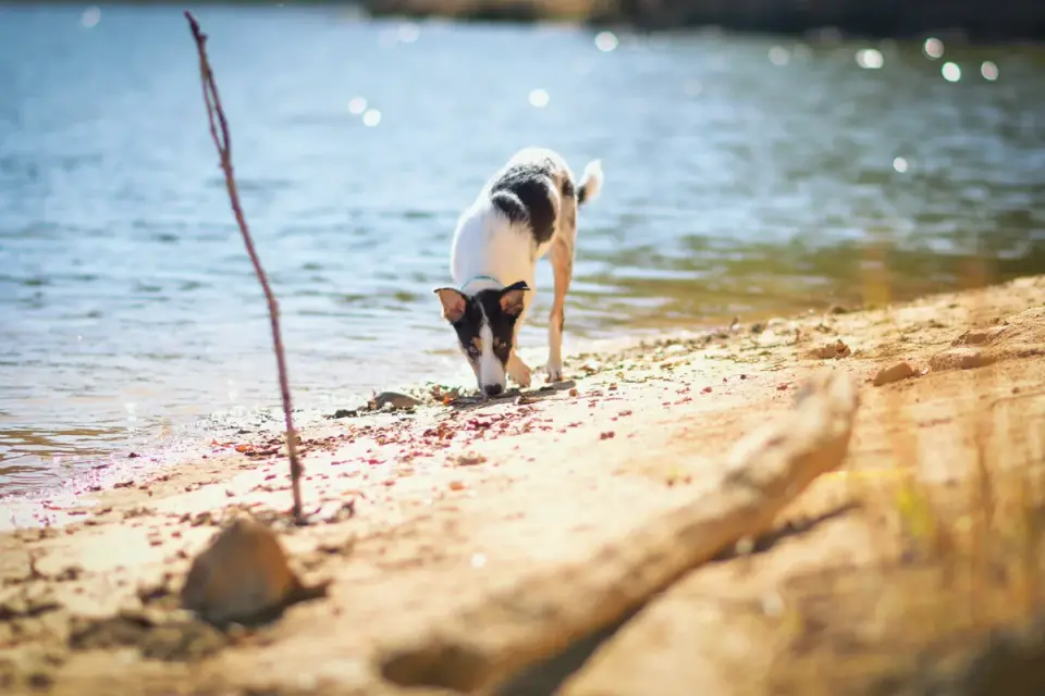 Dog digging in sand