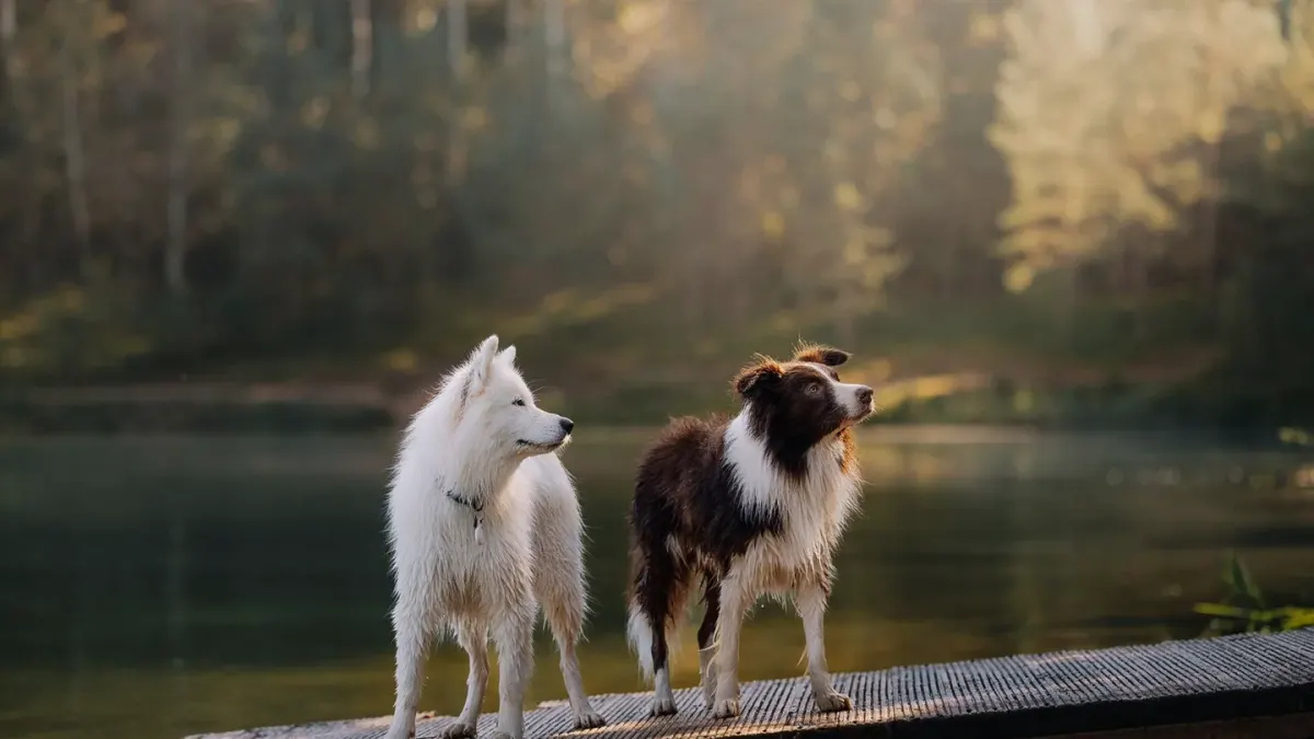 Dog drinking water