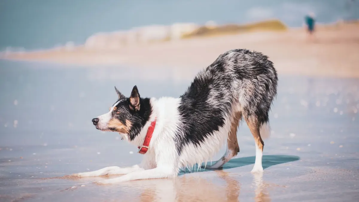Dog drinking water