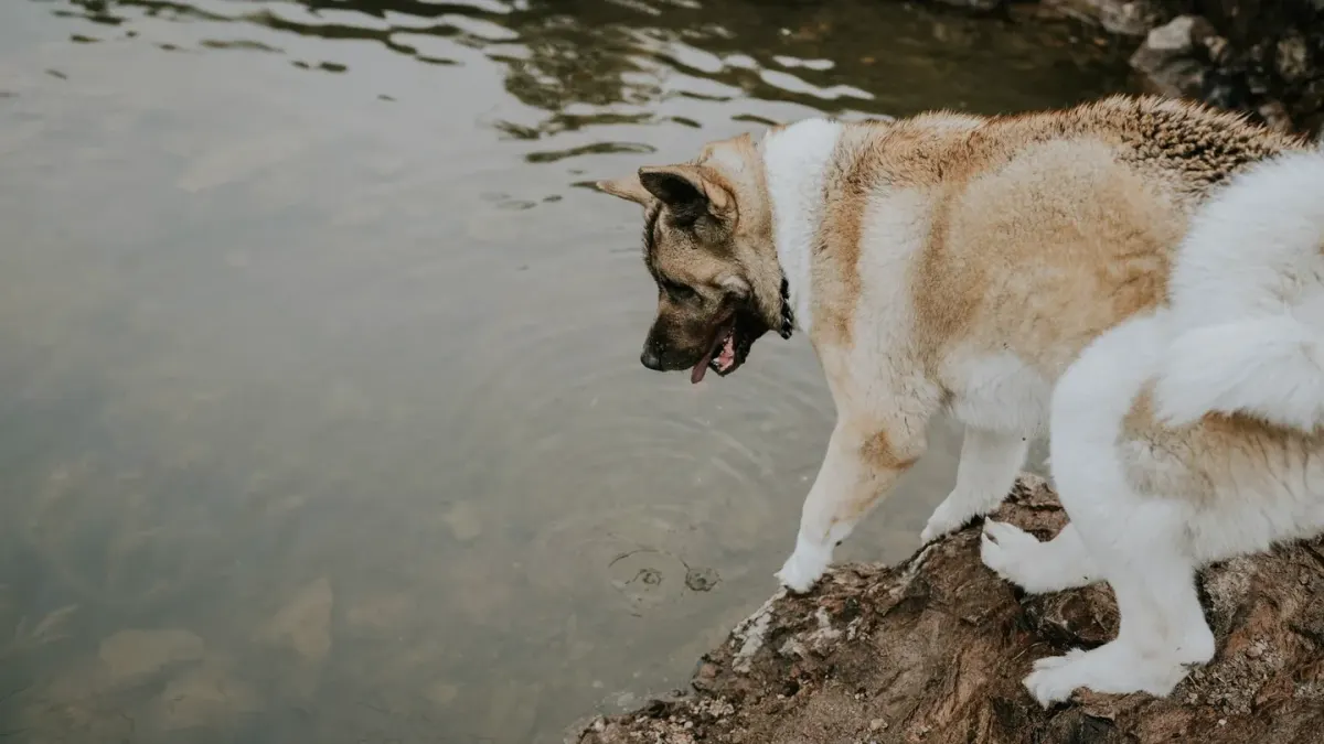 Dog drinking water