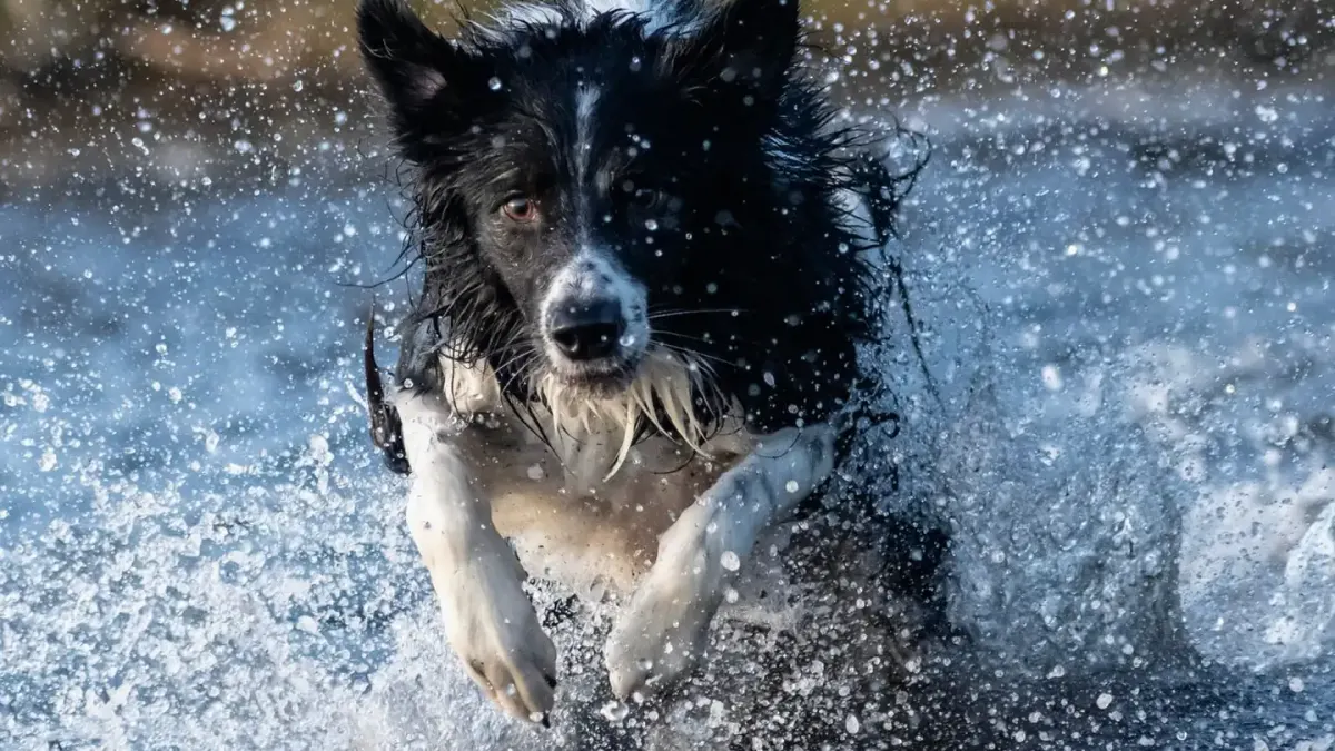 Dog drinking water