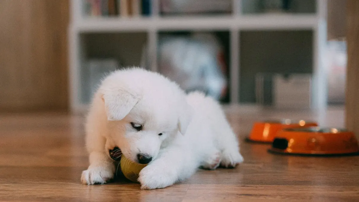 Dog eating from a bowl at home