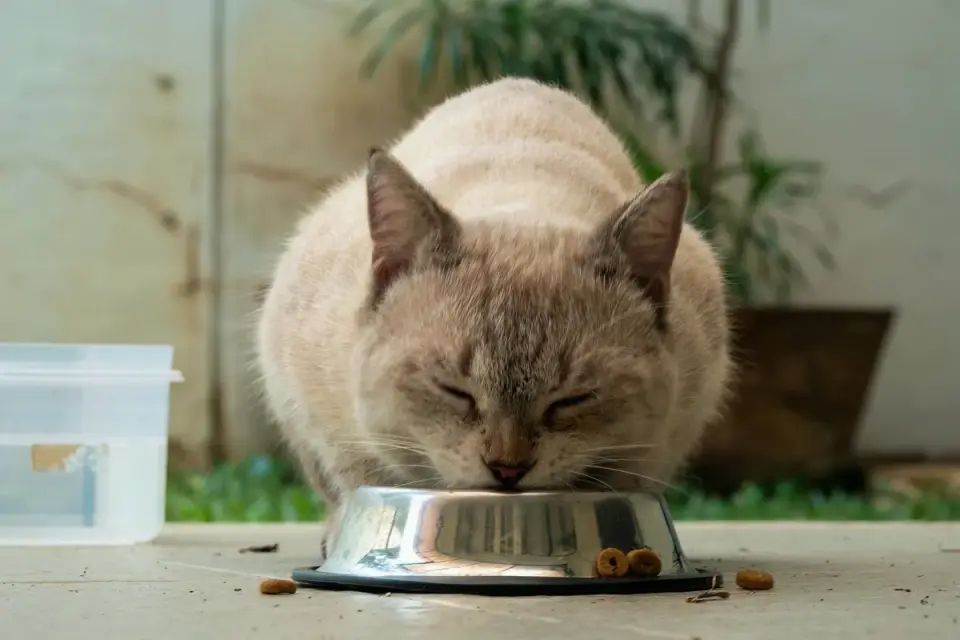 Dog eating from a bowl at home