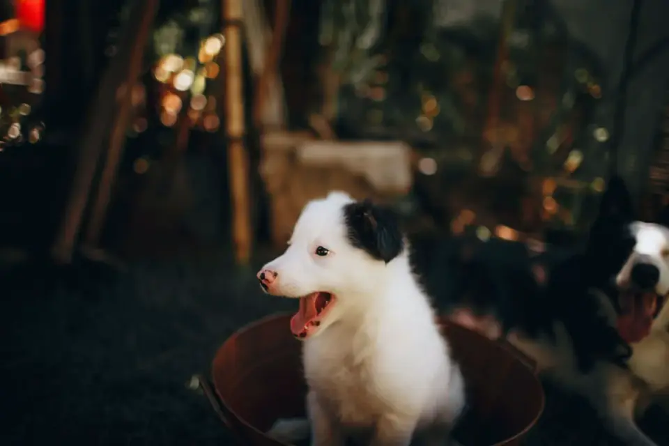 Dog eating from a bowl at home
