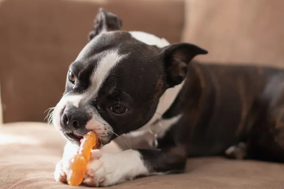 Dog eating from a bowl at home