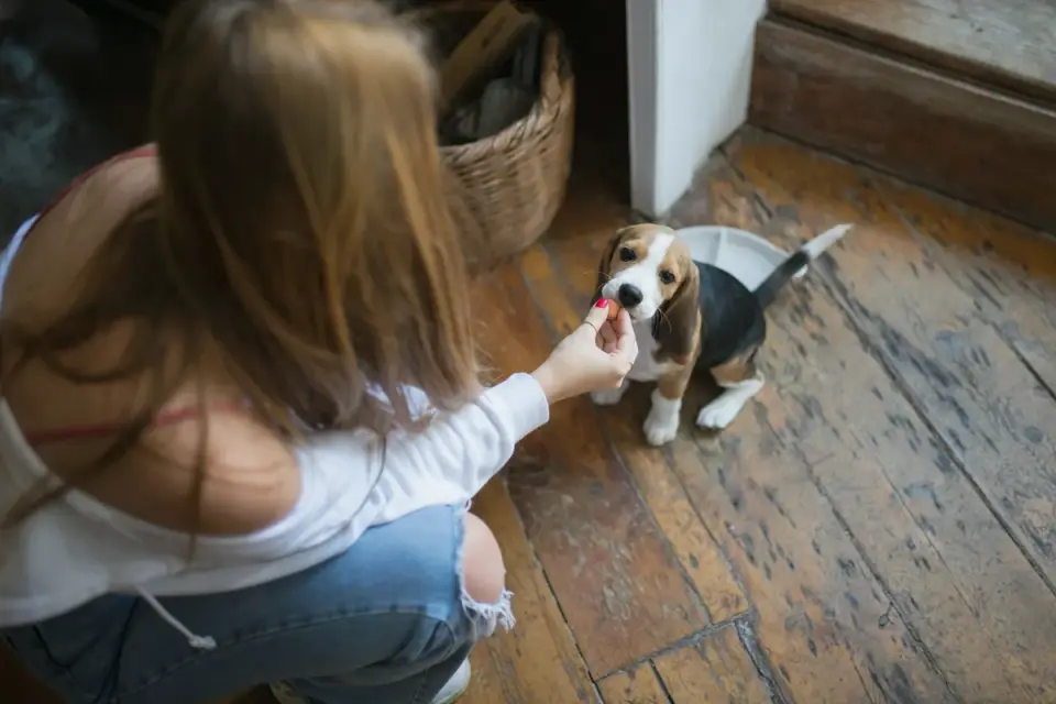 Dog eating from a bowl at home