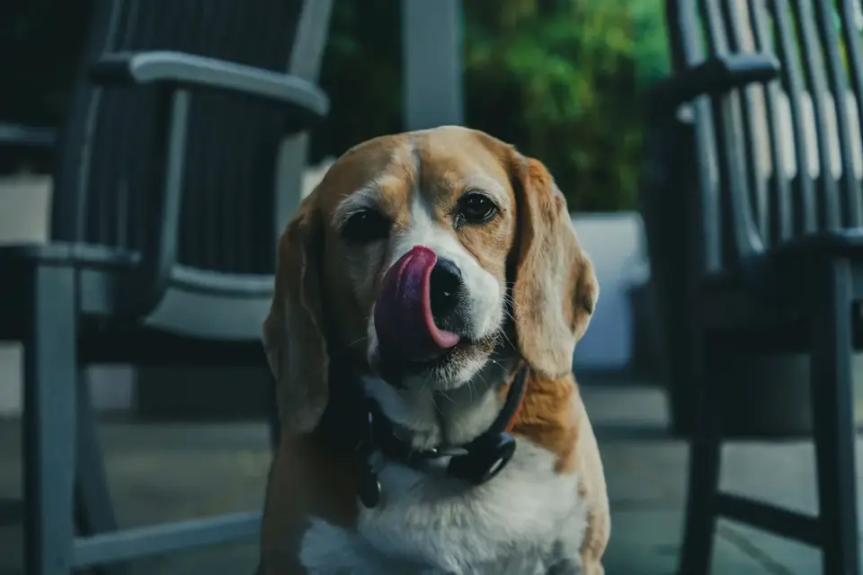 Dog eating from a bowl at home