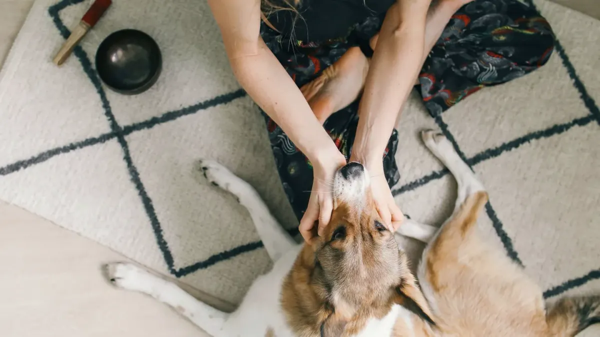 Dog eating from a bowl at home