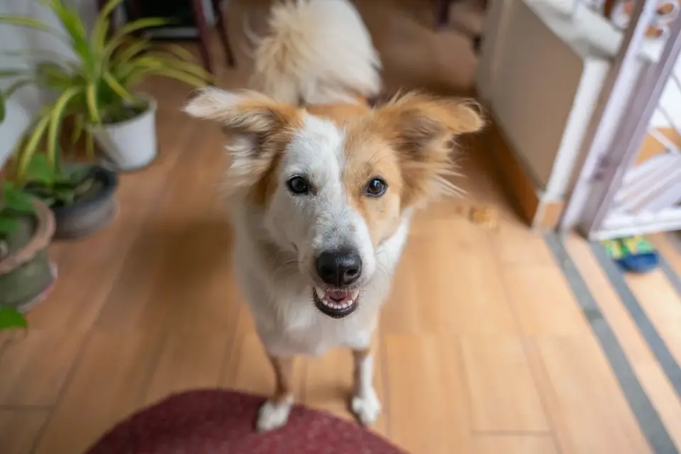 Dog eating from a bowl