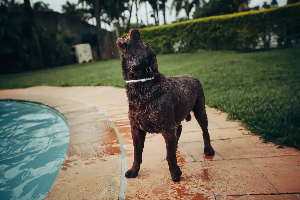 Dog eating outdoors