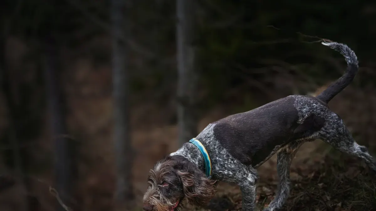 Dog eating outdoors