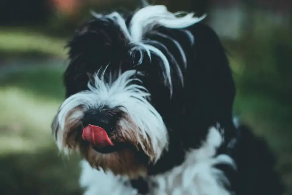 Dog eating outdoors