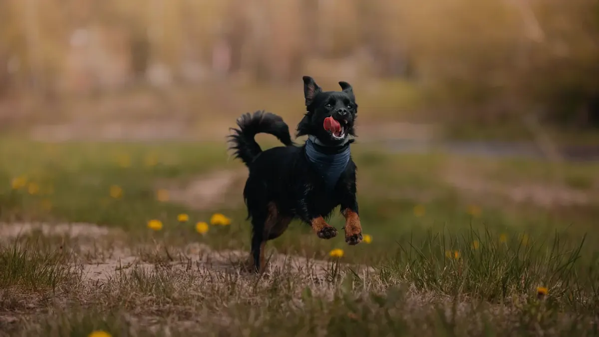 Dog eating outdoors