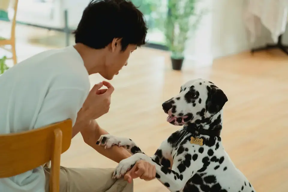Dog in a kitchen with an owner