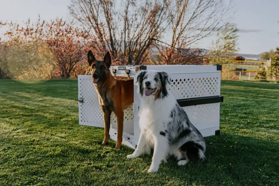 Dog in a travel crate