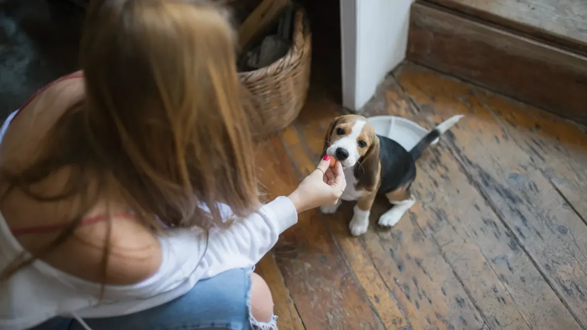 Dog in kitchen with owner