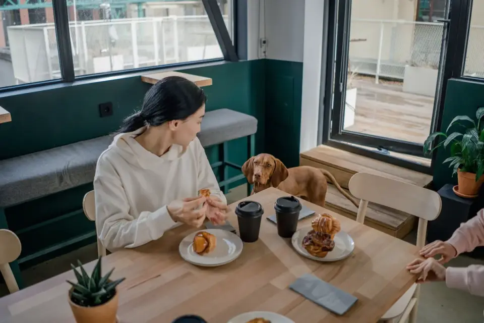 Dog looking at an owner