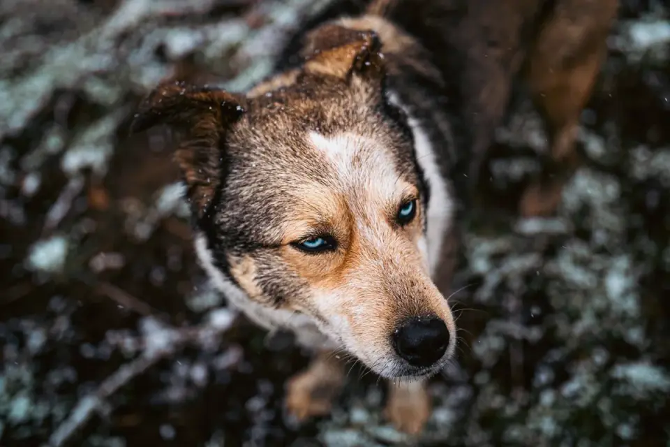 Dog looking at an owner
