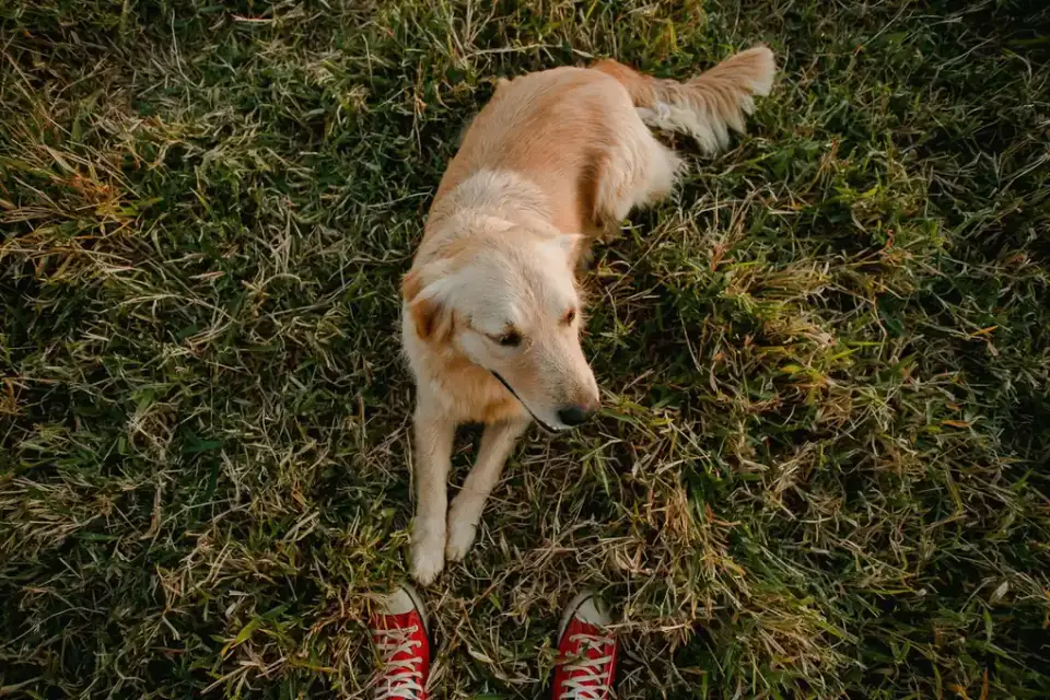 Dog looking at an owner