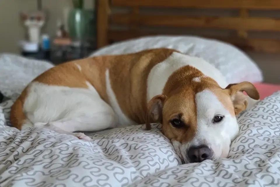 Dog lying awake with ears alert on a bed at night