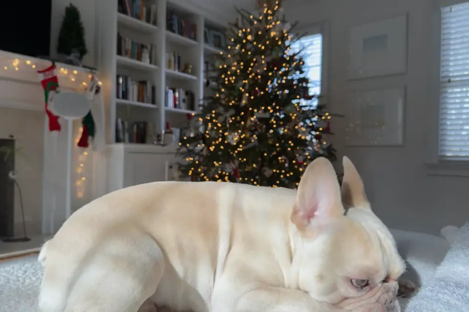 Dog near a fireplace